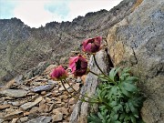 47 Ranunculus glacialis (Ranuncolo glaciale) in avanzata fioritura